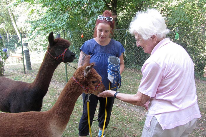 alpakas im pflegeheim