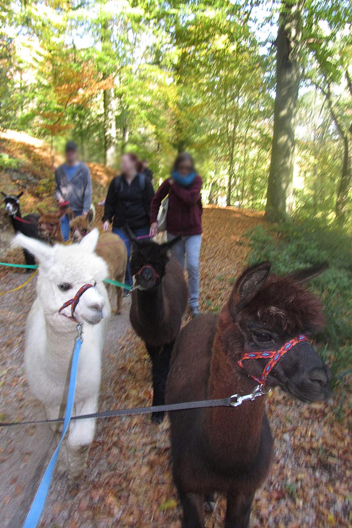 Wanderungen mit Alpakas im Solinger Ittertal