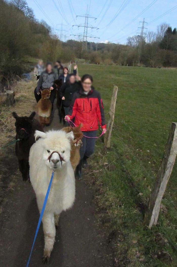 Wanderungen mit Alpakas in Solingen